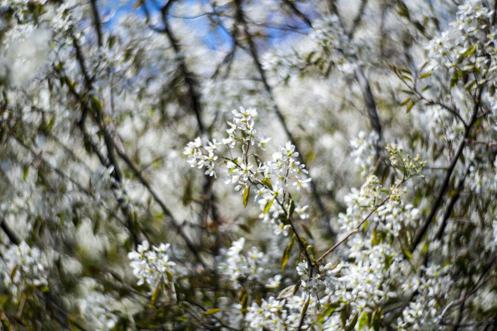 4752563 9 tuanlionsg